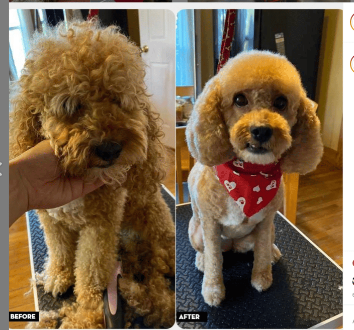 Nice Poodle Haircut groomit