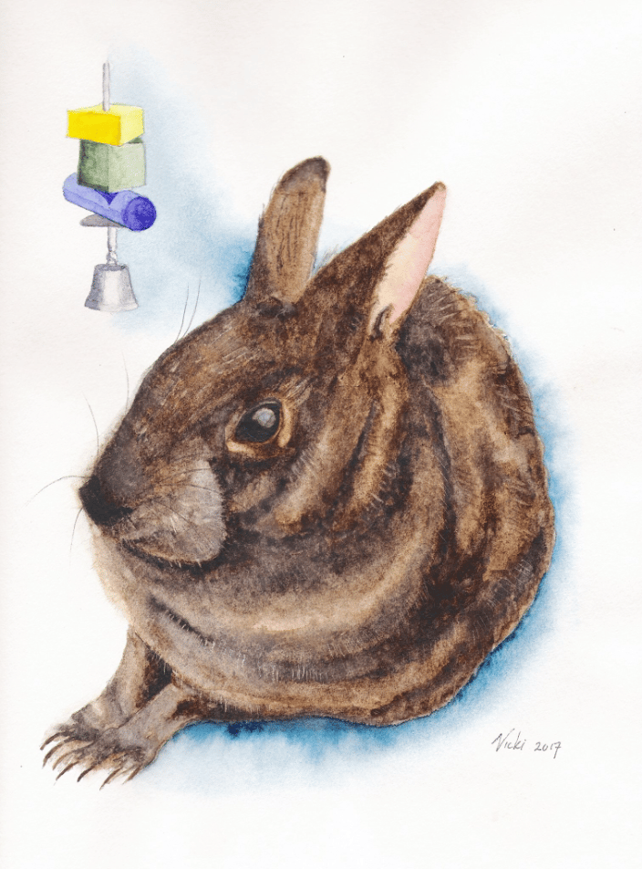 Marsh Rabbit