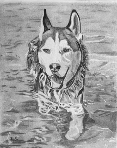 Husky swimming charcoal