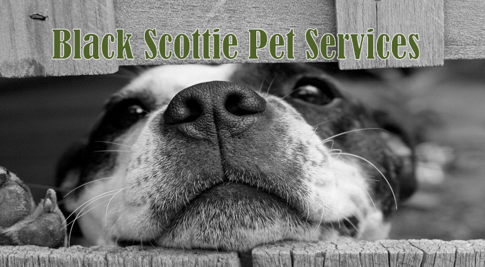 Black Scottie Pet Services