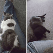 lap cats
