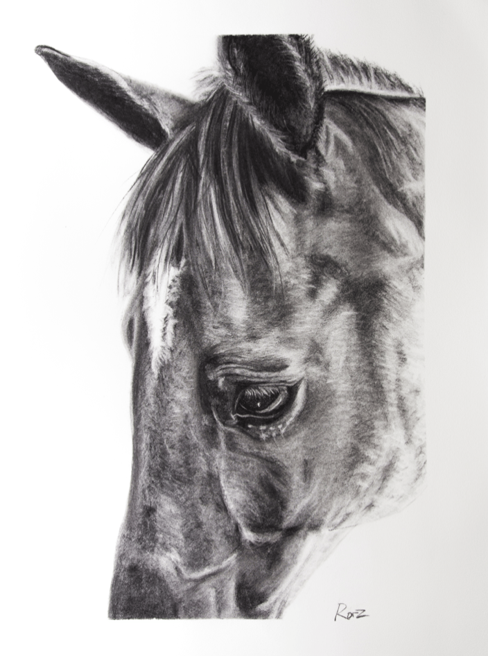 'Vizkaya' - Throughbred - charcoal on Arches paper, 22x30"