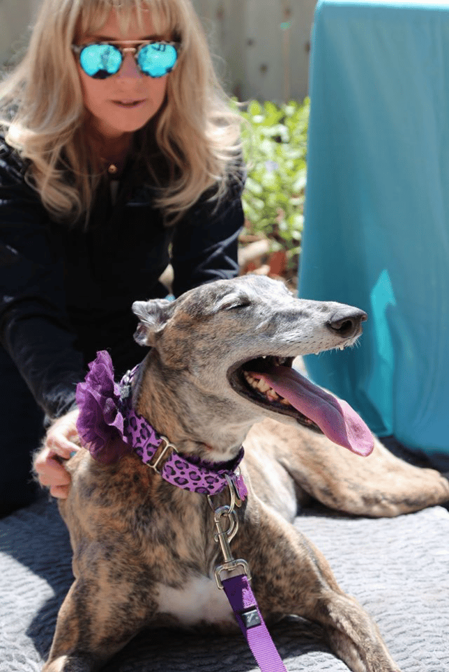 A greyhound loving her massage