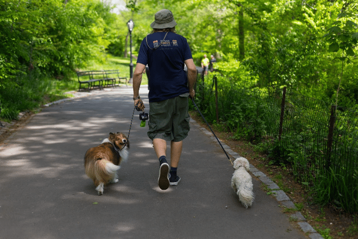 Dashwood, Michael and Luna take a stroll in Central Park!
