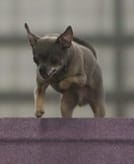 Uintah, a purebred Chihuahua, competing in TDAA.