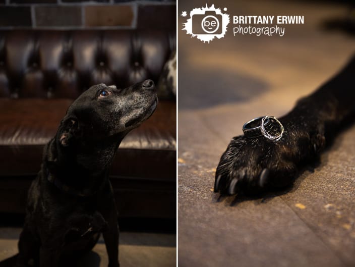 dog with rings