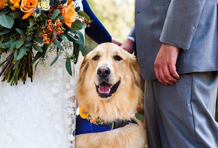 Dog between bride and groom
