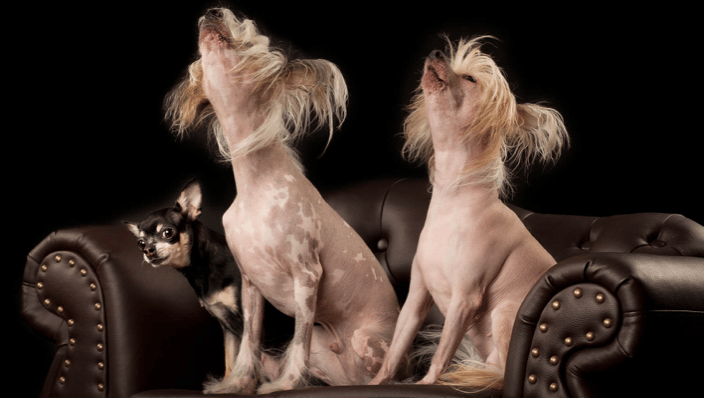 Chinese Crested Hairless and a Chihuahua