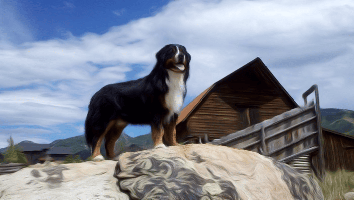 Steamboat Dog Spa