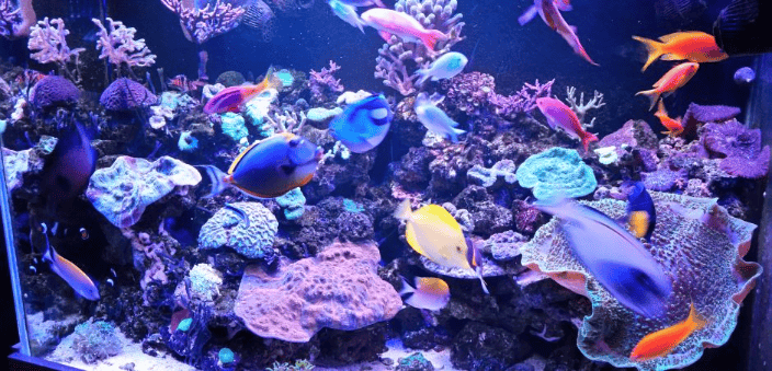 Saltwater fish and corals service 