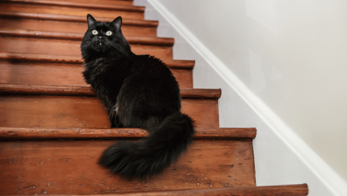 black cat sitting on stairs