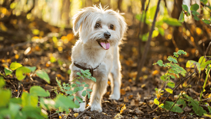 Small white dog in nature