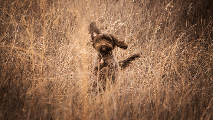 Small brown dog jumping through grass