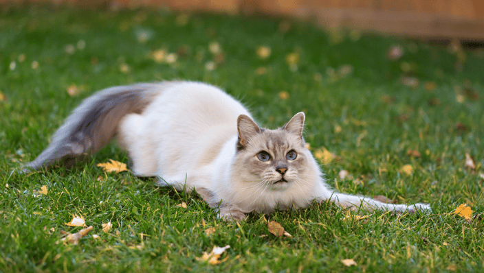 Gray and white cat playing in grass