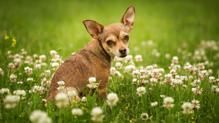 Small brown dog sitting in clovers
