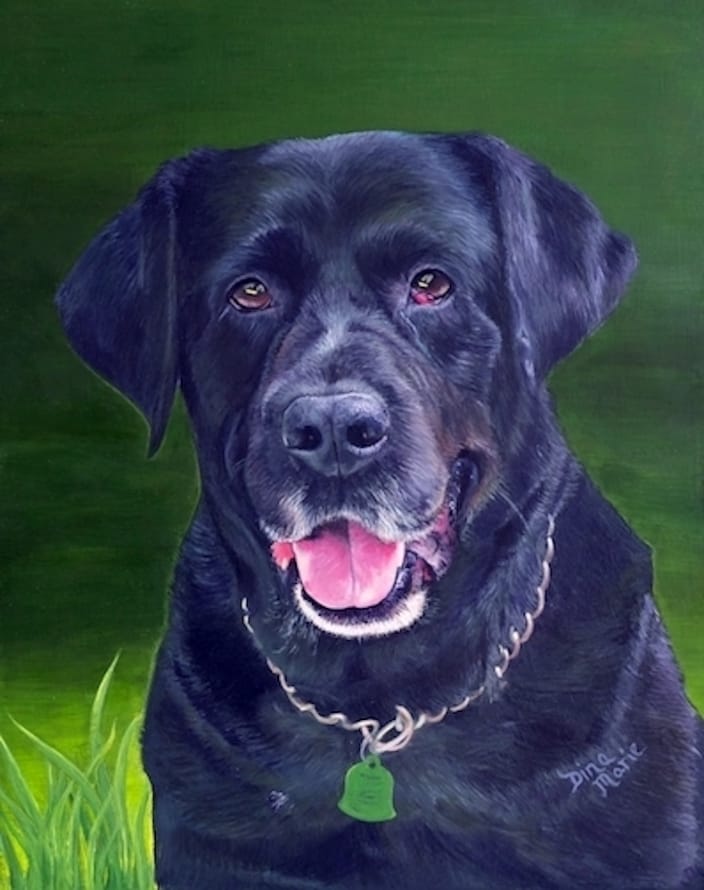 portrait of black lab Cooper