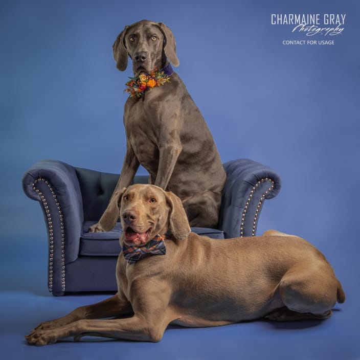 Weims - Which one is serious and which one is silly?