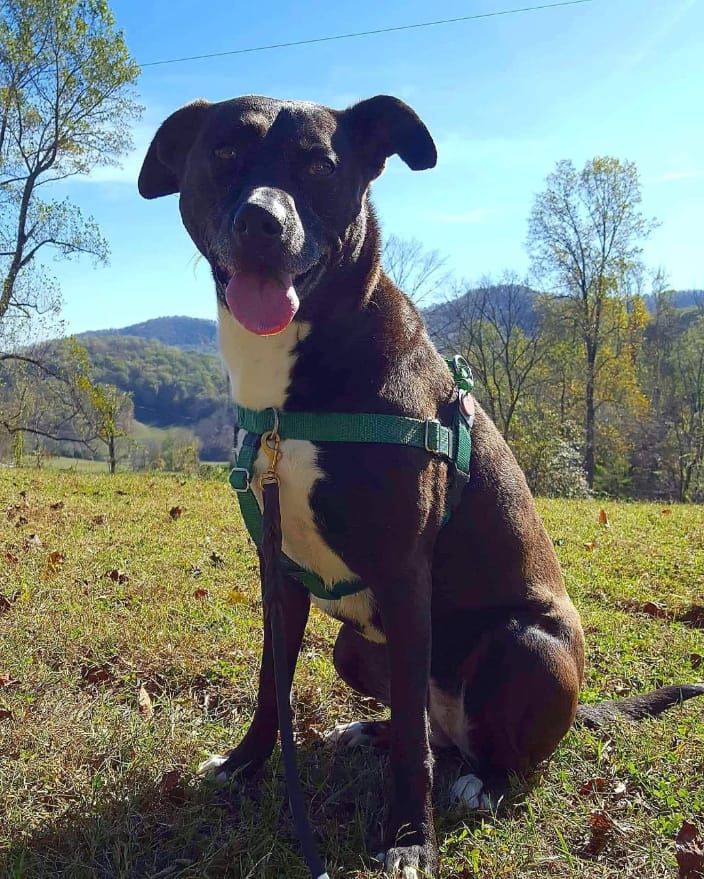 Dog performing sit stay during hike