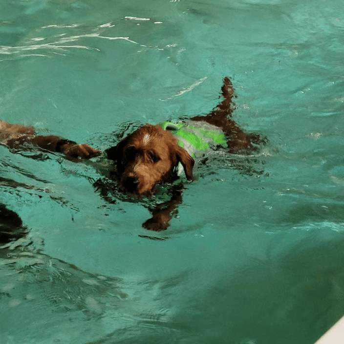 Dog swim