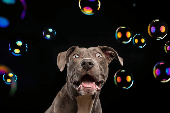 Pit bull and bubbles