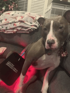 Canine Light Therapy