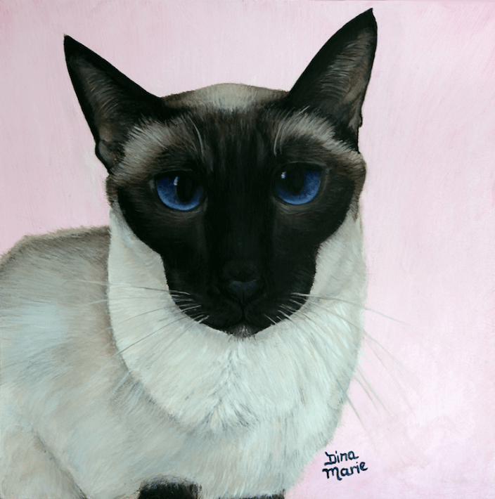 'Cocoa' my beloved siamese