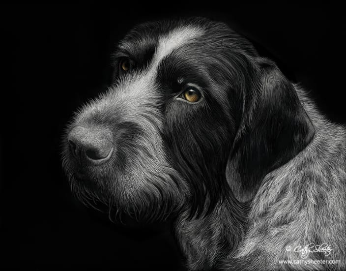 11"X14" Scratchboard Drawing of a Wire Haired Pointer.  This is a drawing, NOT A PHOTO!