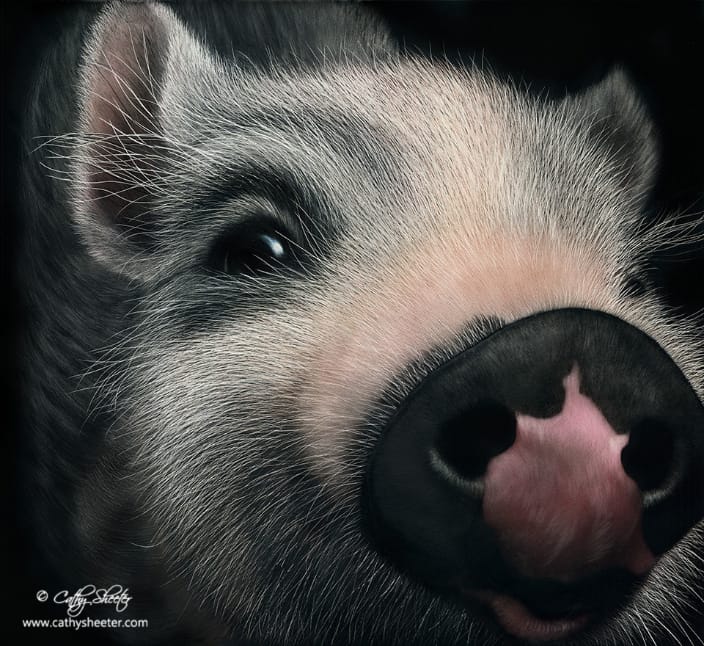 11"x12" Scratchboard of a Pig - this is a drawing, not a photo!