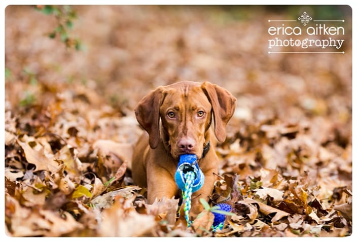 Camouflage Playful Pup Photo by Erica Aitken