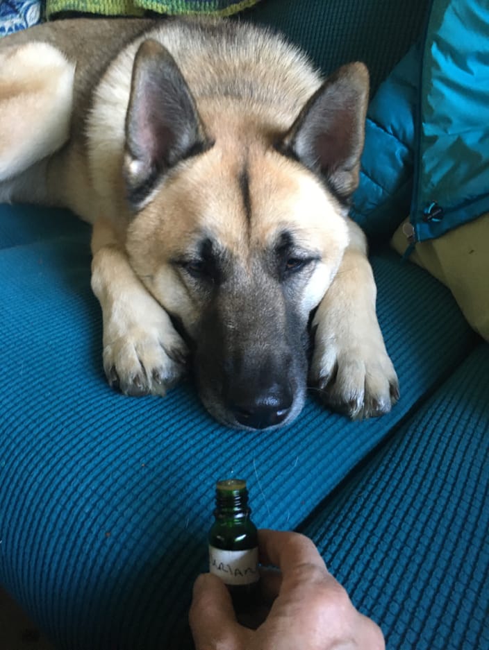 Pup using aromatherapy oils to help relax