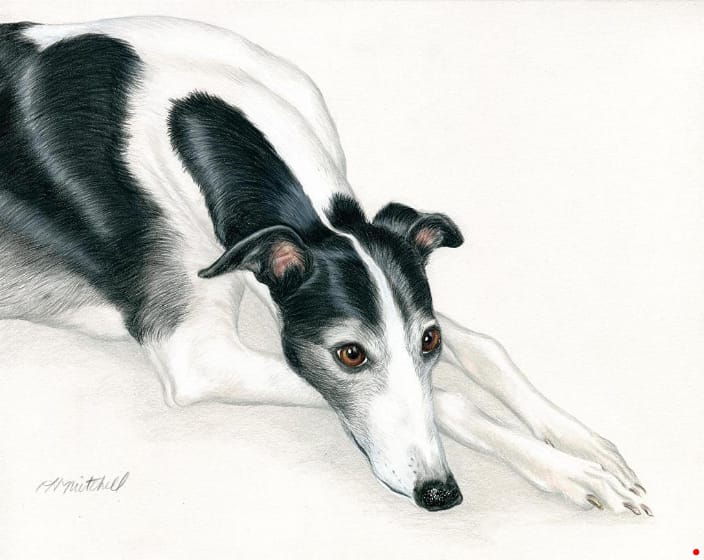 Colored pencil pet portrait of a Greyhound dog by artist Heather A. Mitchell. 16" x 20" unframed. 