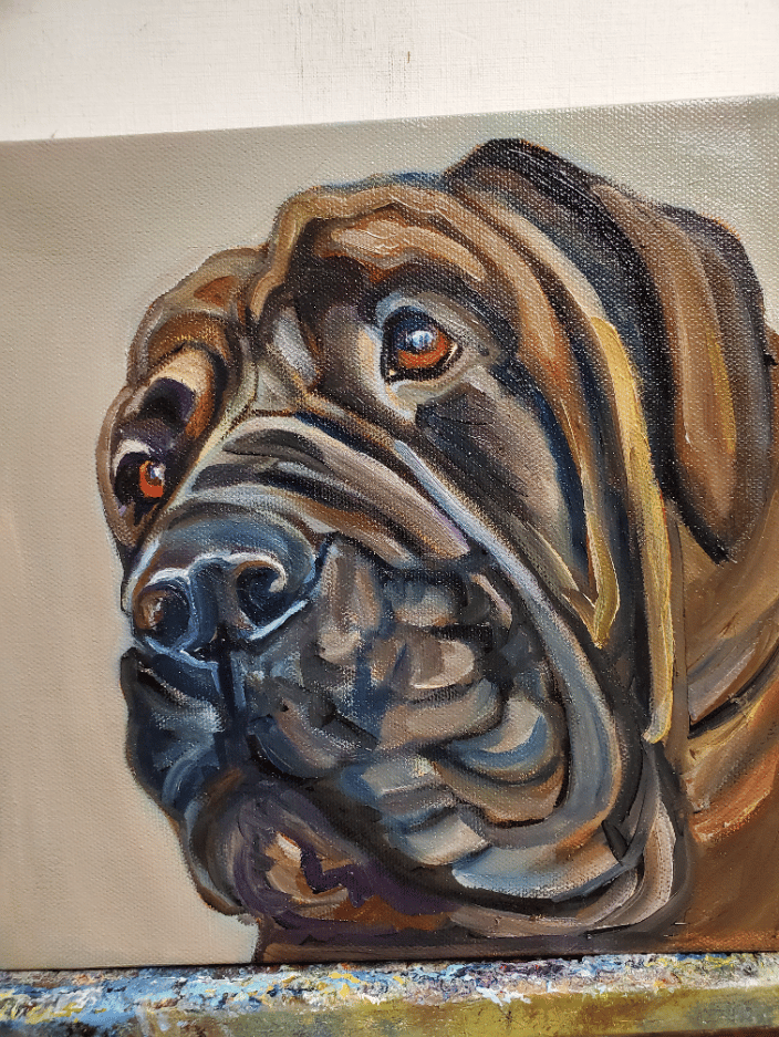 mastiff dog portrait 