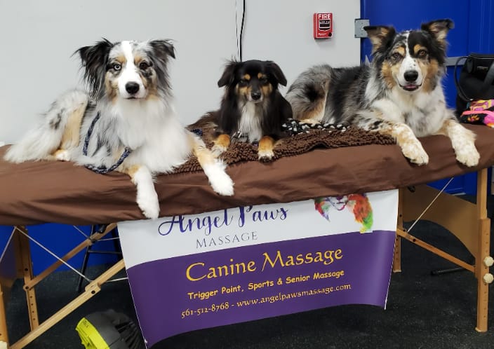 Archie, Inca and Pretzel after their Trigger Point massages at an agility trail.  They all won!!