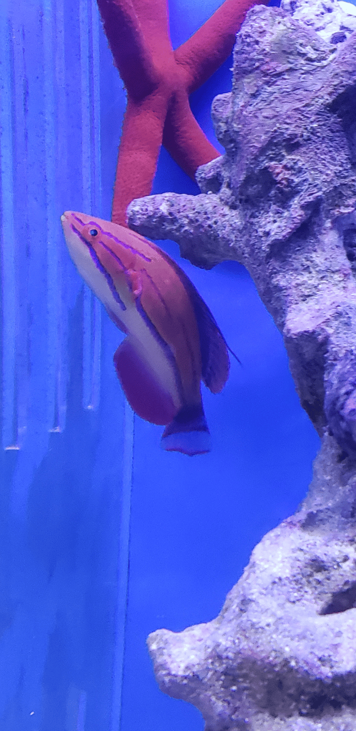 Beautiful flasher wrasse and sea star