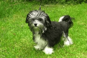 Our favorite small dog breed! The Lowchen