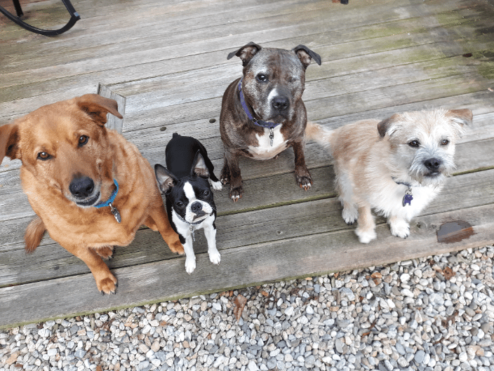 4 Obedient and social dogs.