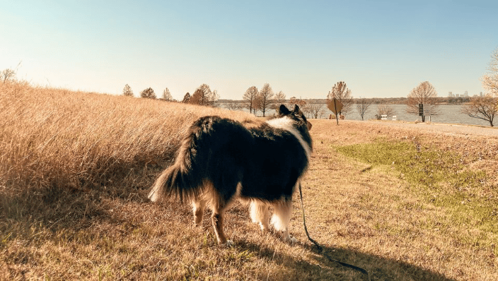 Fearfully reactive rough coat collie on a long line enrichment outing.