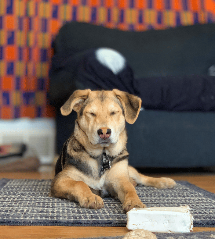 meditating dog