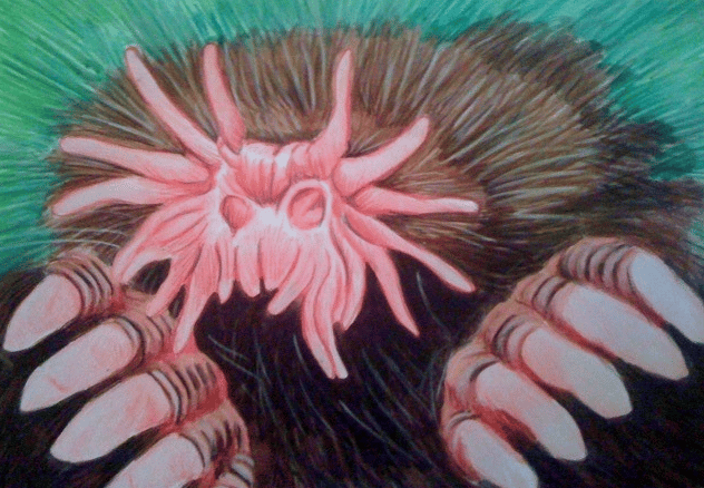 Star nosed mole, colored pencil