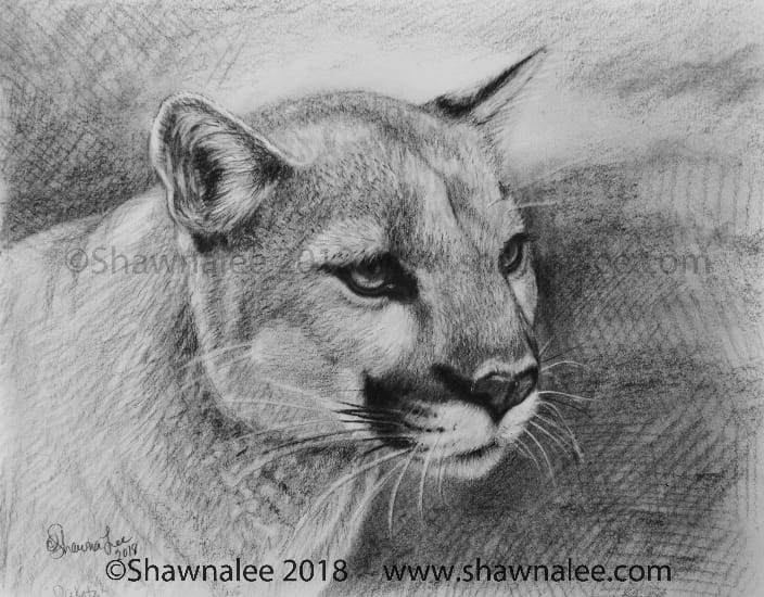 Eastern Mountain Lion "Takoda" rendered in Charcoals.