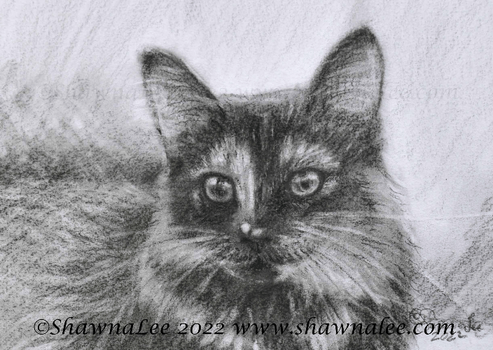 "Truffles", a gorgeous kitty rendered in Charcoals.
