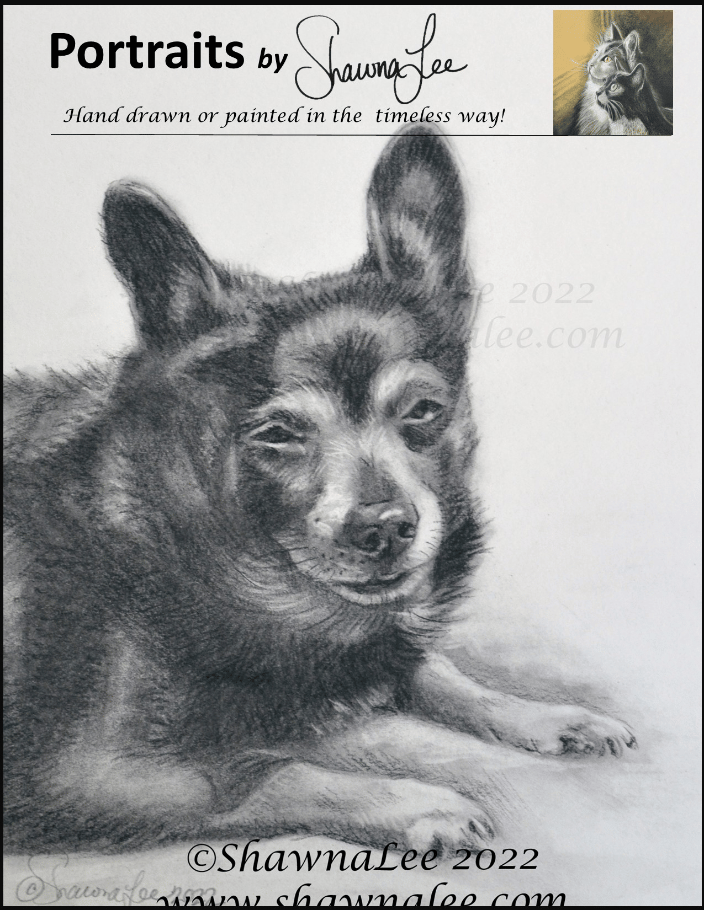 Charcoal portrait of a dog.