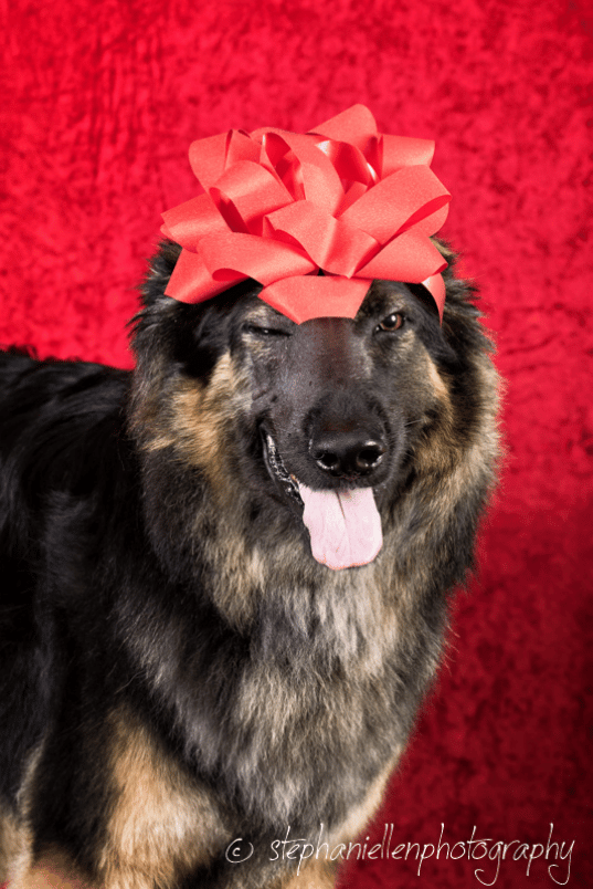 Christmas portrait Doggy Day Care