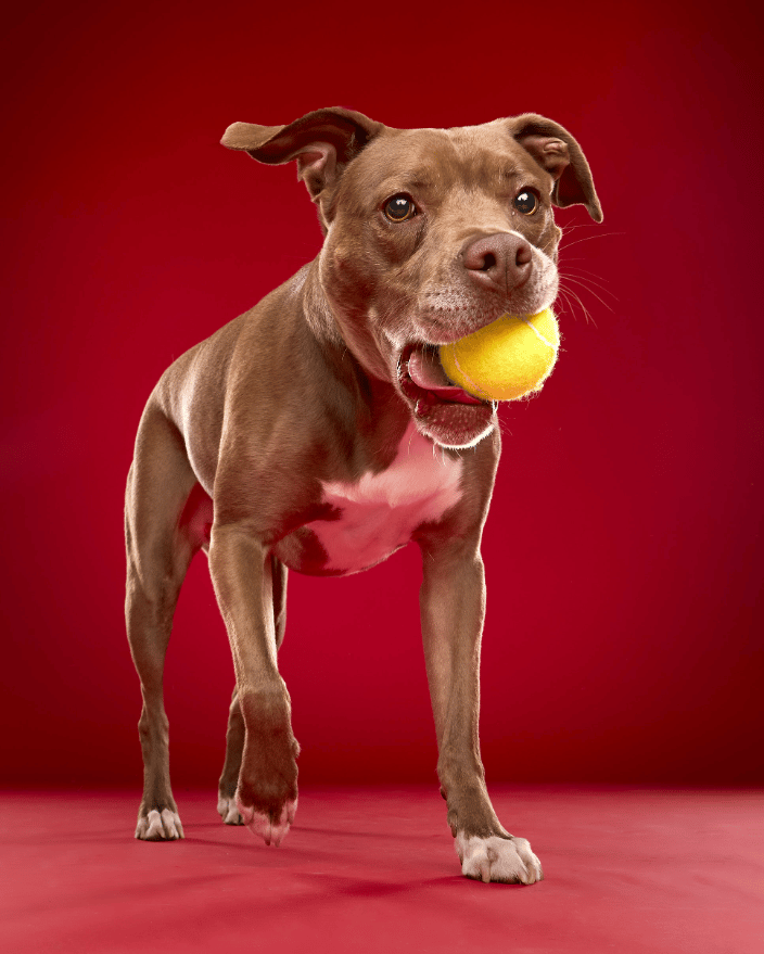 Dog with tennis ball on a red background by Paw Print Studio Sara Huber