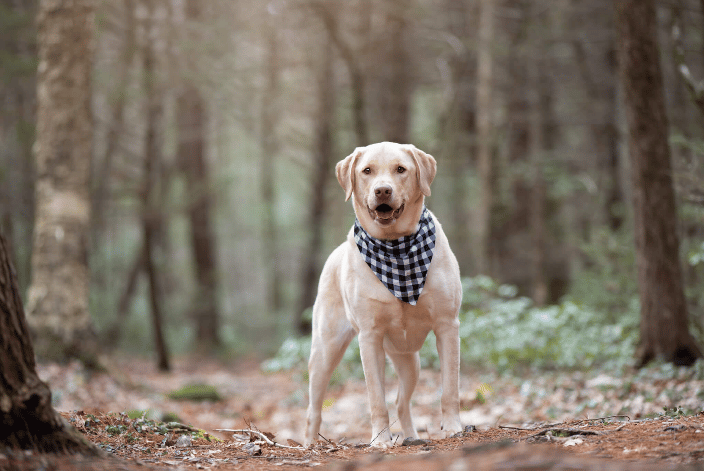 Lab mix on a woodland trail in Holden MA wearing a bandana