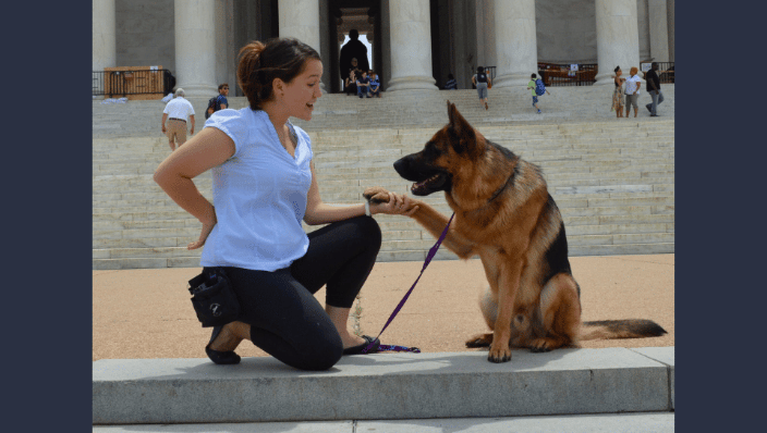 Savvy City Dog Washington, DC Dog Training