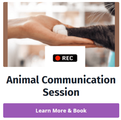 Book an animal communication session today
