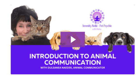learn how to talk w animals