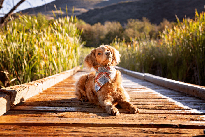 Goldendoodle puppy on wood walkway in the sun