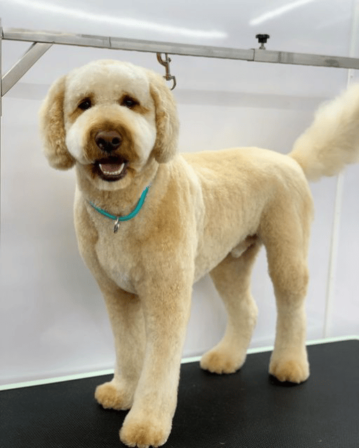 Goldendoodle Haircut, Full Grooming. 